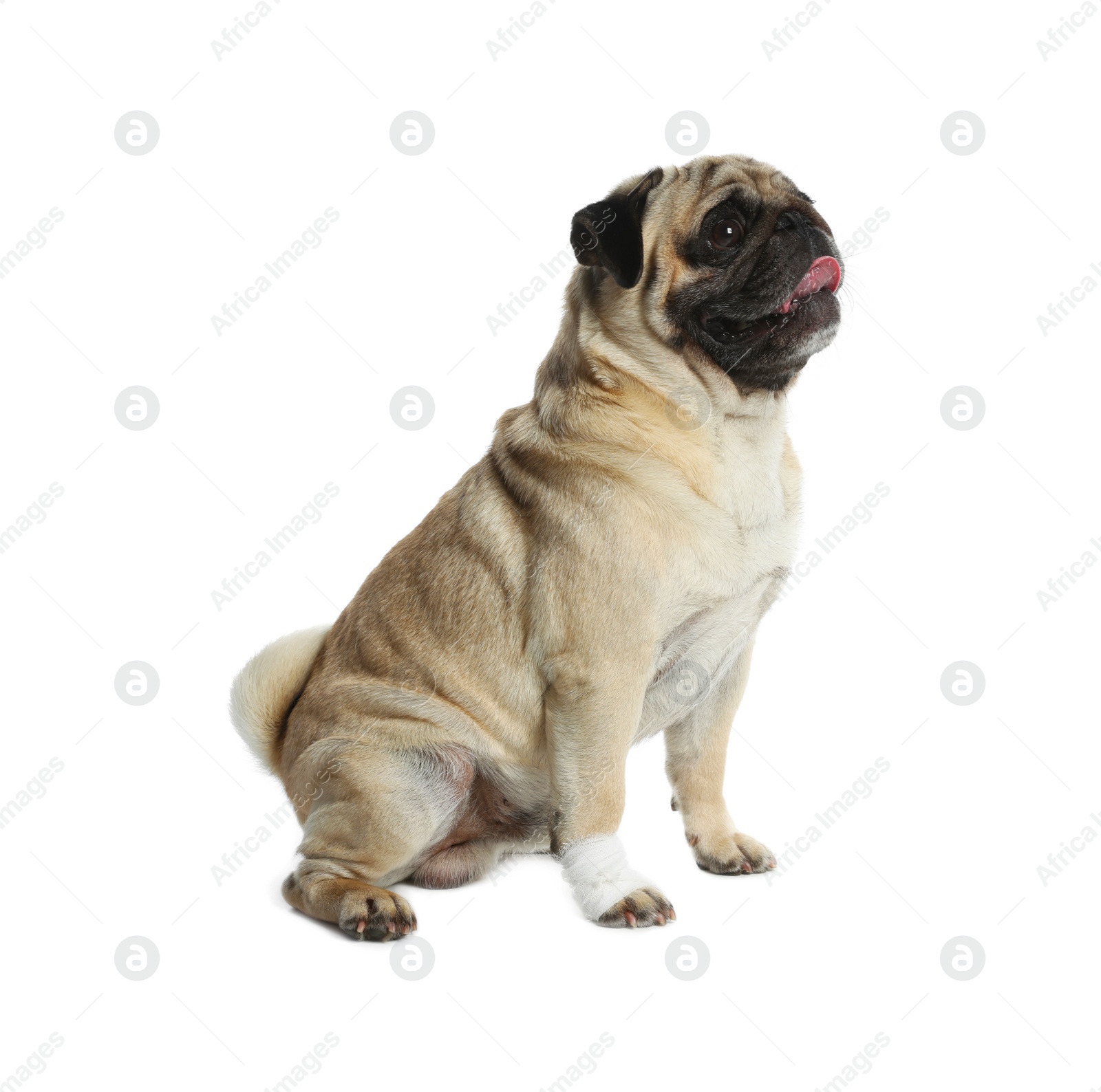 Photo of Cute pug dog with paw wrapped in medical bandage on white background