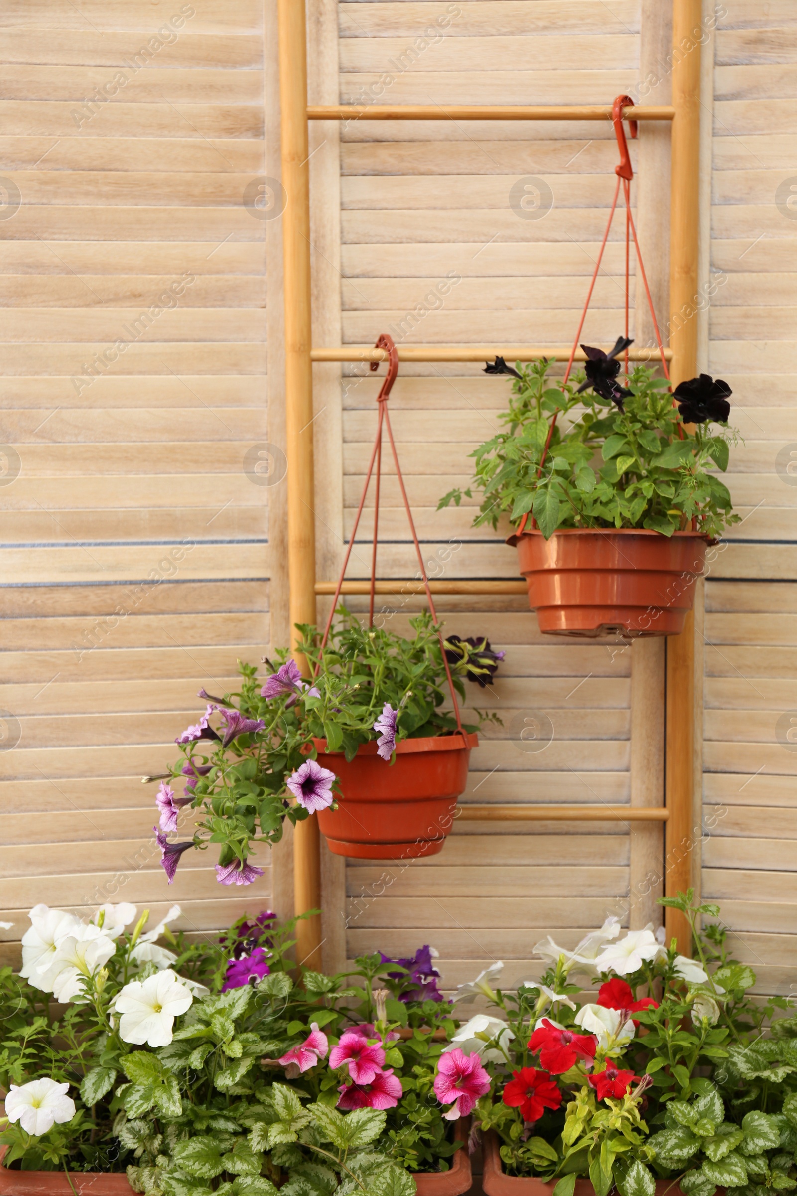 Photo of Beautiful petunia flowers in pots on wooden background