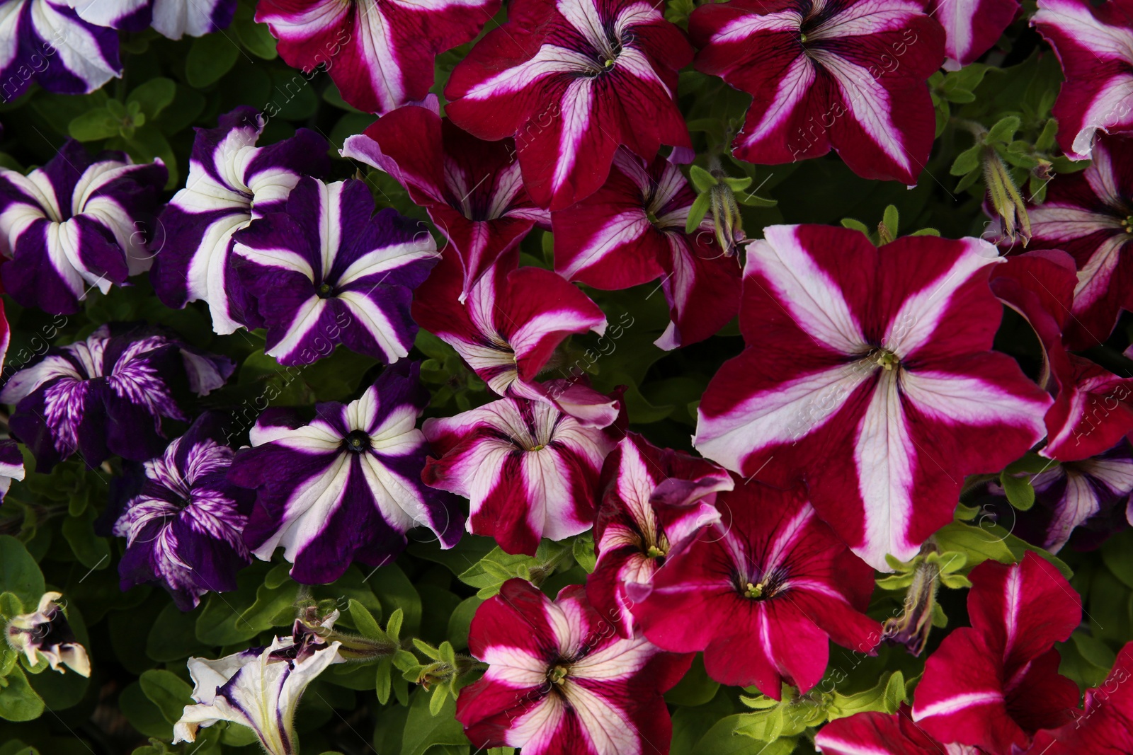 Photo of Closeup view of beautiful petunia flowers. Potted plant