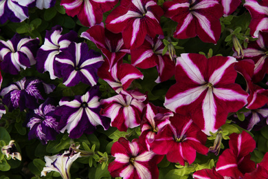 Closeup view of beautiful petunia flowers. Potted plant