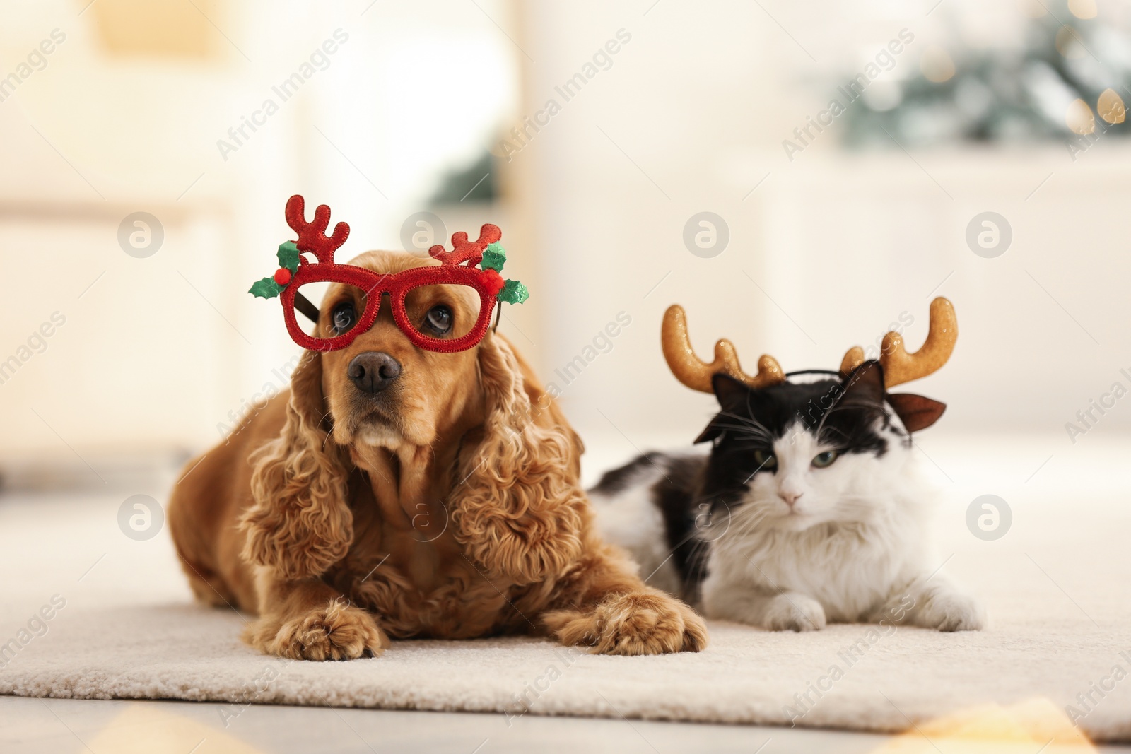 Photo of Adorable Cocker Spaniel dog with cat in party glasses and reindeer headband on blurred background