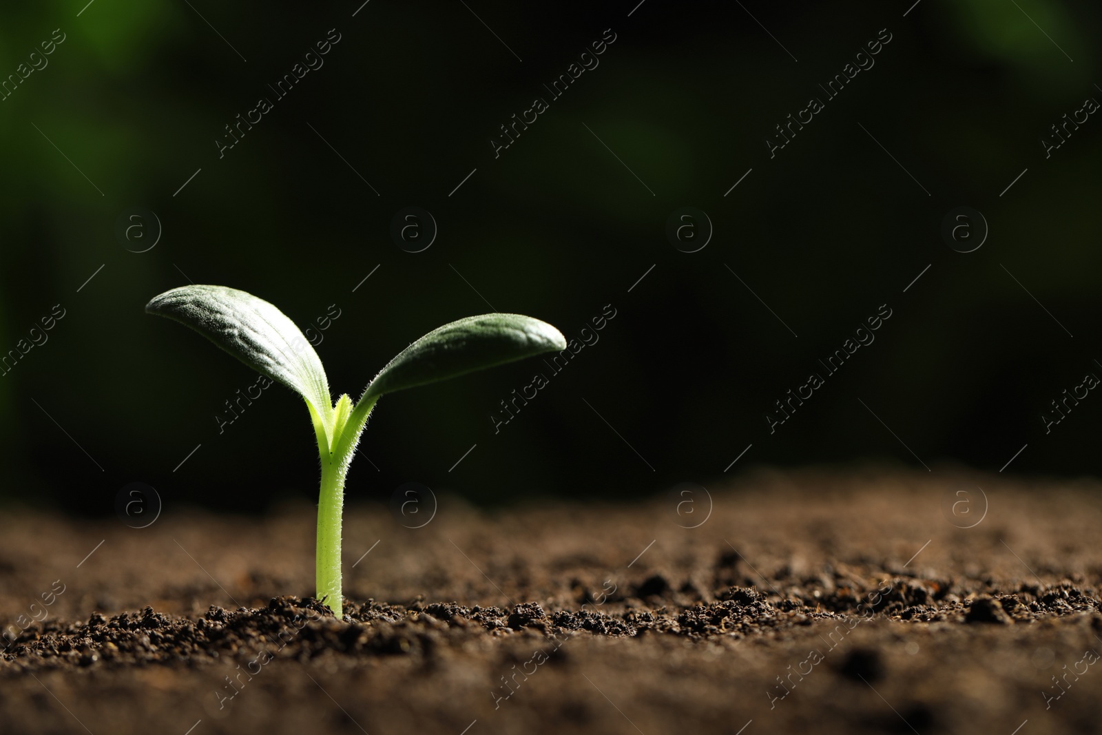 Photo of Green seedling growing in soil, closeup. Space for text
