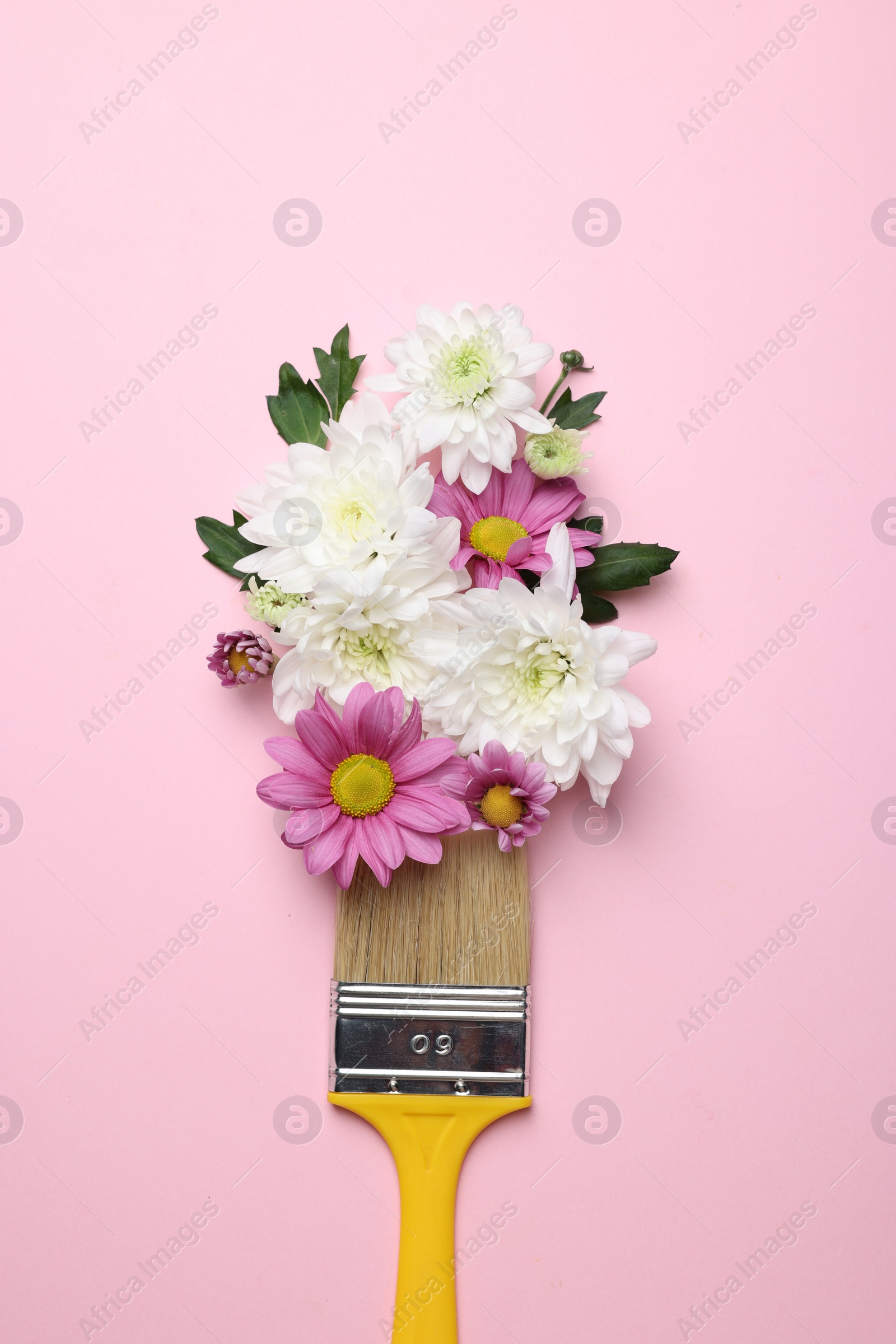 Photo of Brush with colorful flowers of chrysanthemum on light pink background, top view. Creative concept