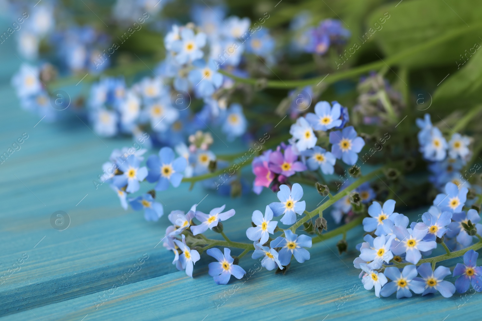 Photo of Beautiful Forget-me-not flowers on light blue wooden table, closeup