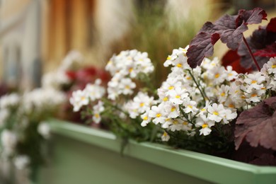 Photo of Beautiful white flowers on blurred background, closeup