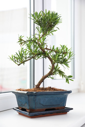 Japanese bonsai plant on window sill. Creating zen atmosphere at home