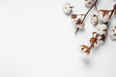 Photo of Dried cotton branches with fluffy flowers on white background, flat lay. Space for text