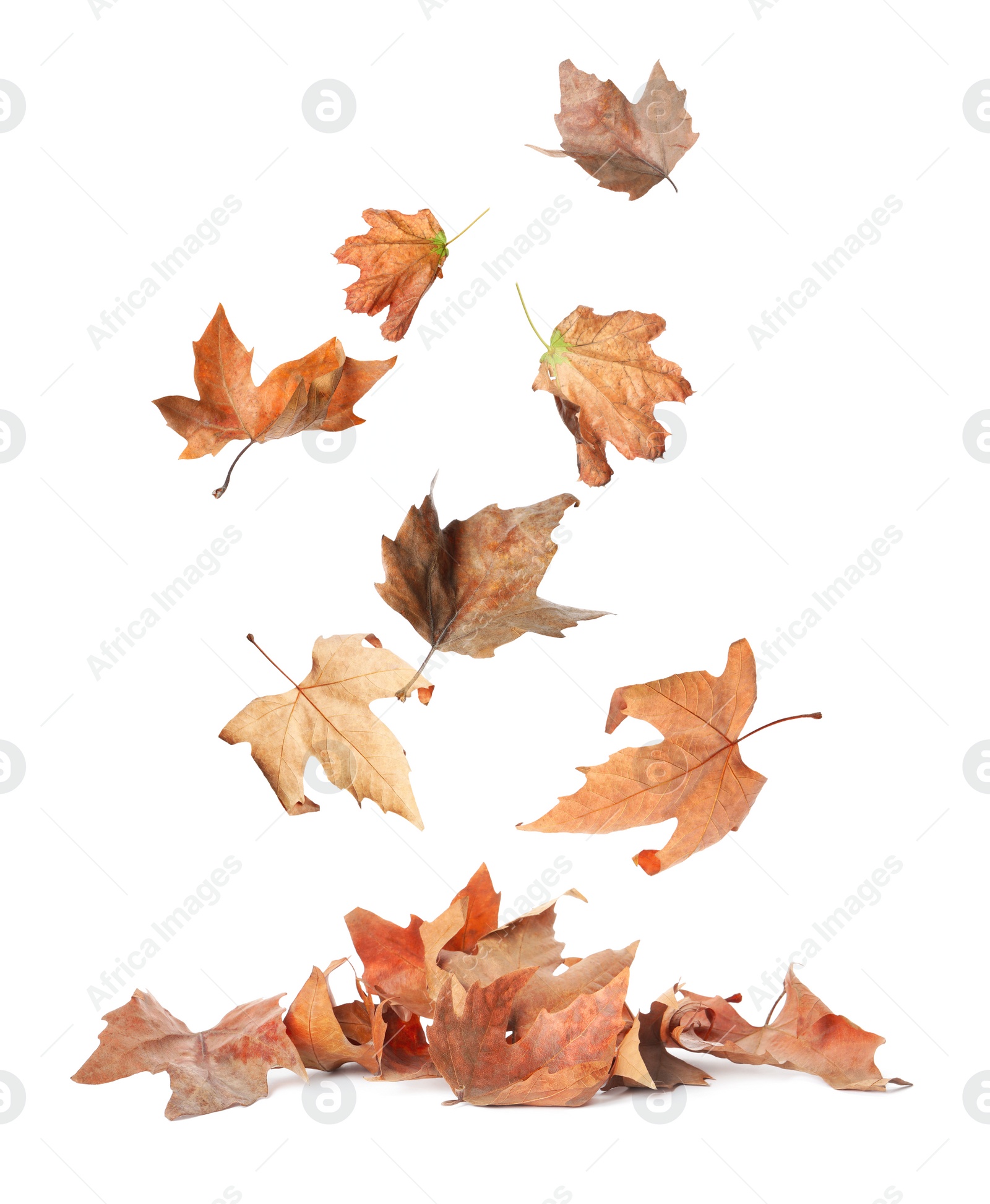 Image of Beautiful autumn leaves falling on white background