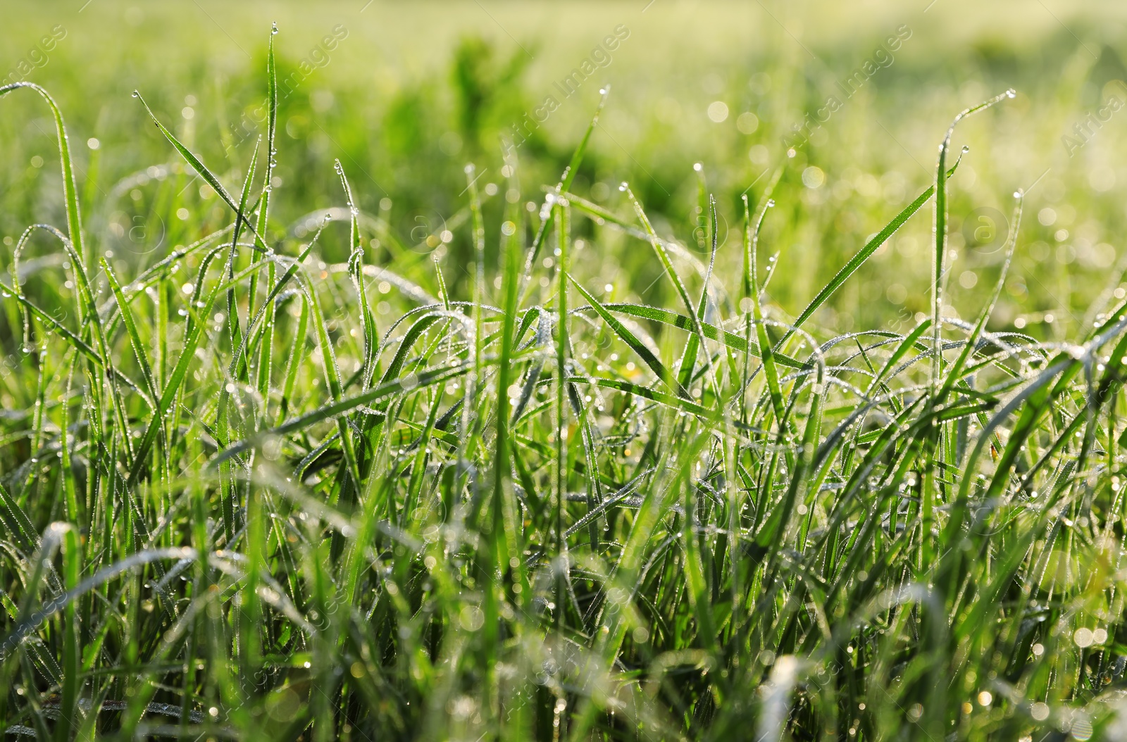 Photo of Dewy green grass on wild meadow, closeup view