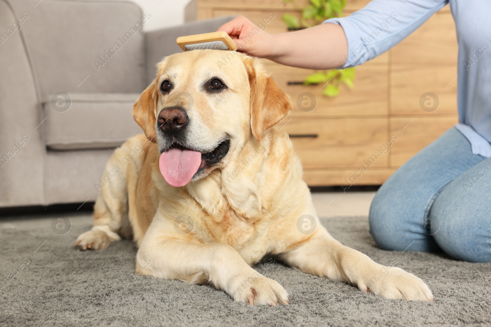 Photo of Woman brushing cute Labrador Retriever dog at home, closeup