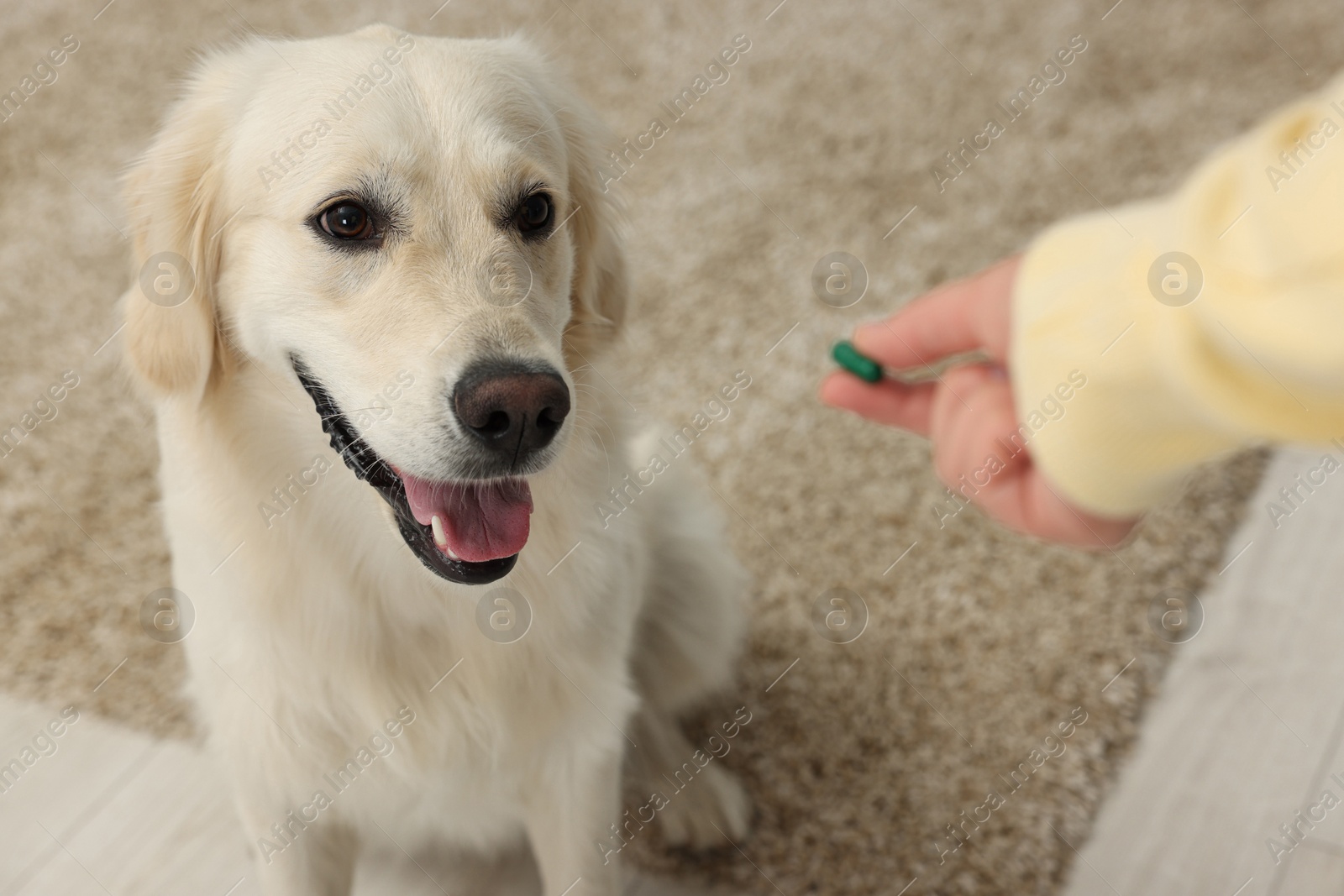 Photo of Woman giving pill to cute Labrador Retriever dog indoors, above view