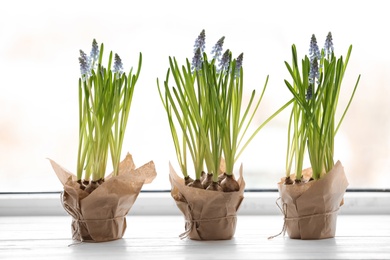 Photo of Beautiful spring muscari flowers in pots on window sill