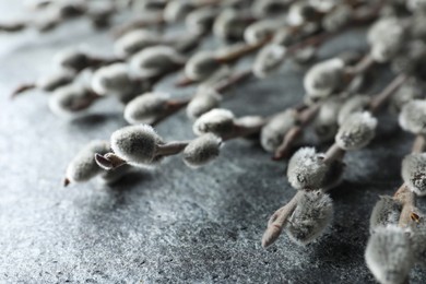 Photo of Beautiful pussy willow branches on grey background, closeup