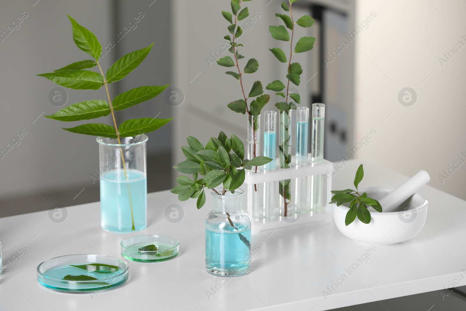Photo of Many glass tubes with leaves on white table indoors