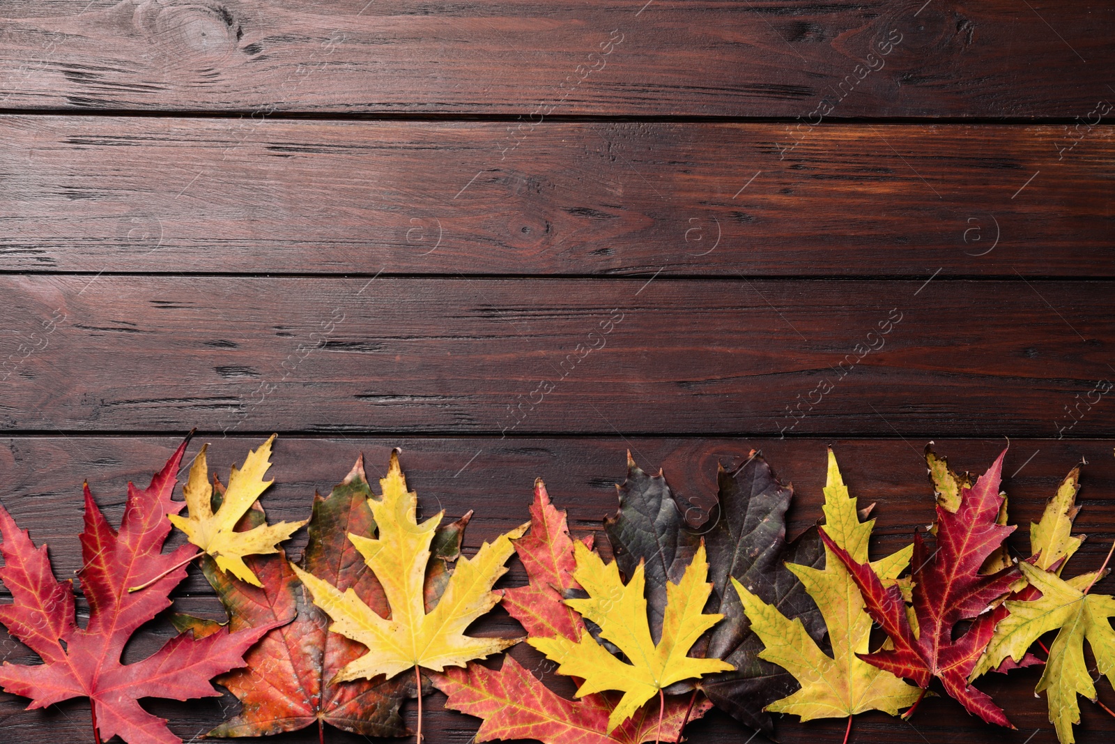 Photo of Dry autumn leaves of Japanese maple tree on brown wooden background, flat lay. Space for text