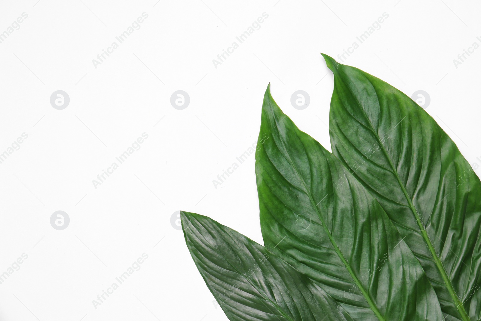 Photo of Beautiful tropical leaves on light background, top view