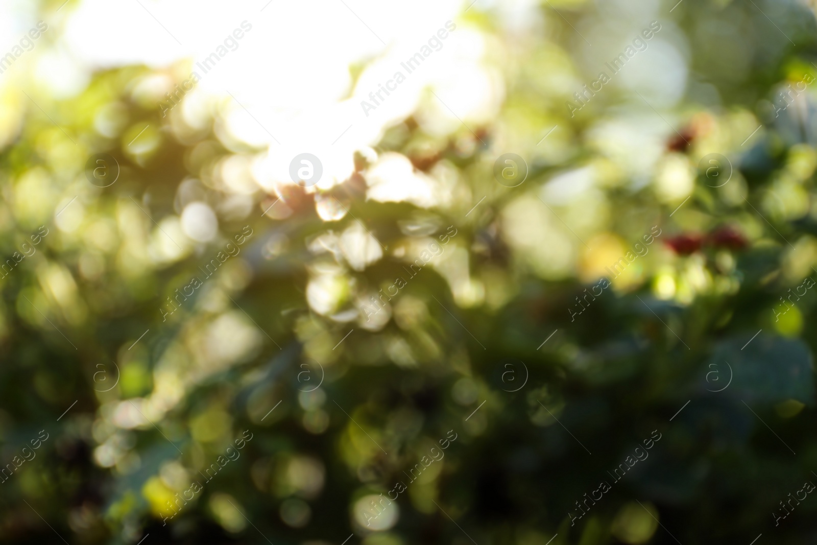 Photo of Blurred view of green trees on sunny day outdoors