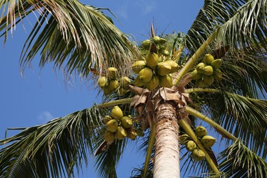 Photo of Beautiful coconuts growing on palm outdoors, low angle view