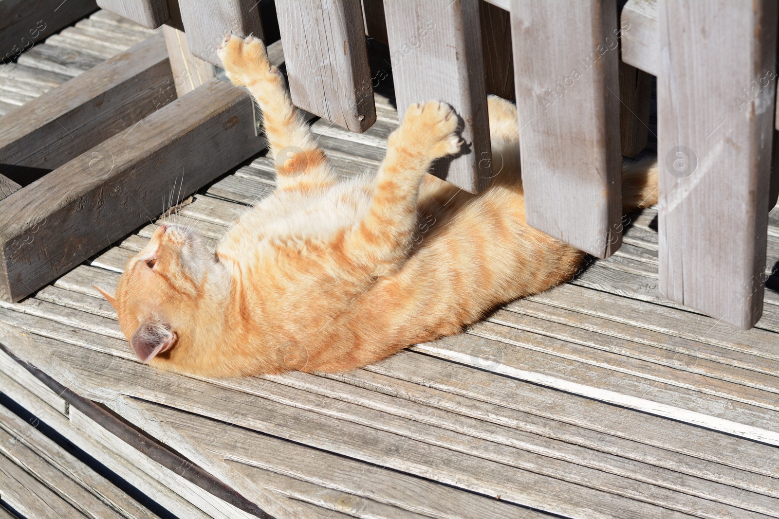 Photo of Lonely stray cat playing outdoors on sunny day. Homeless pet