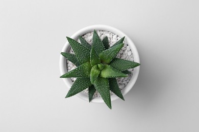 Photo of Beautiful succulent plant in pot on white background, top view