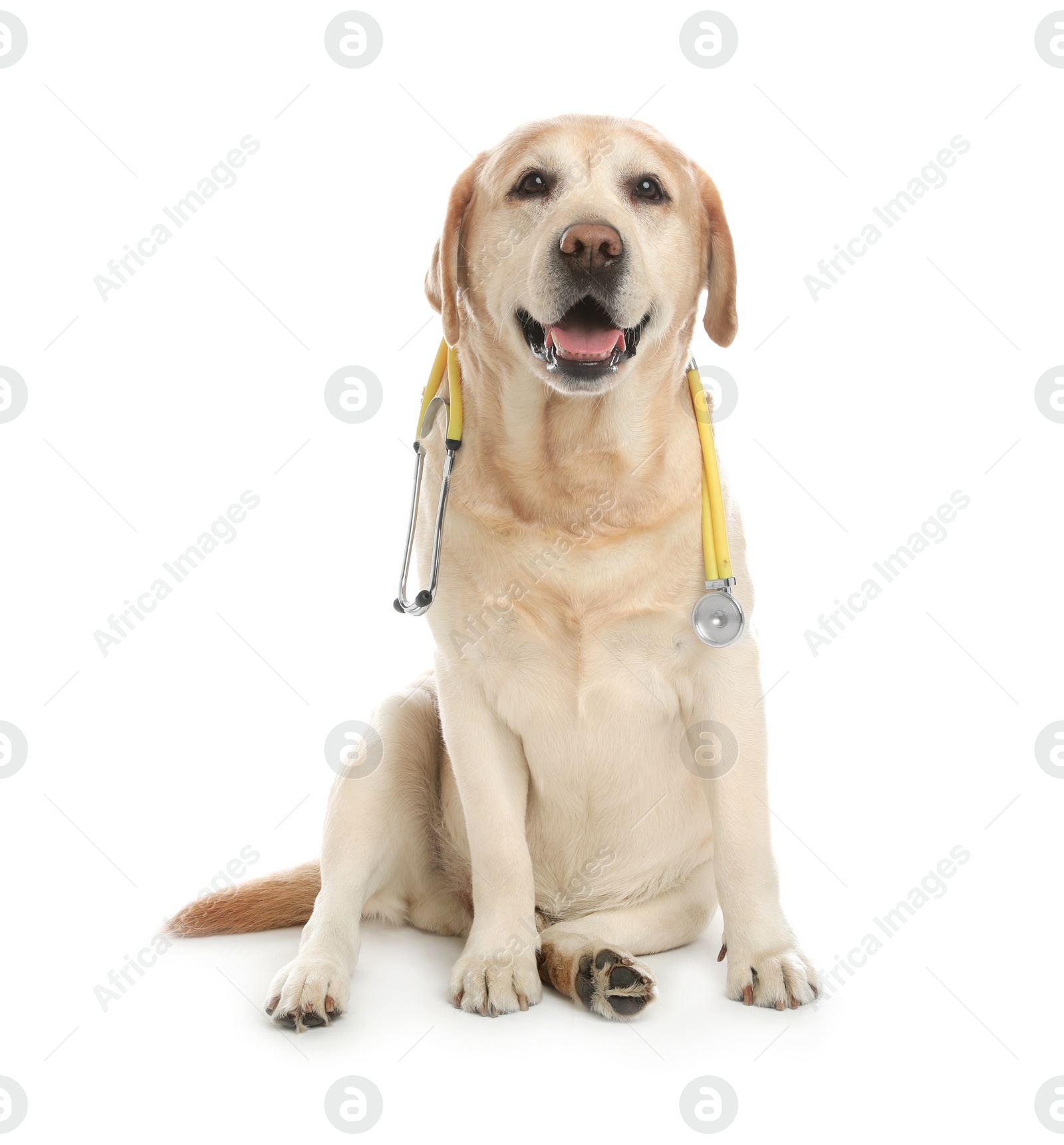 Photo of Cute Labrador dog with stethoscope as veterinarian on white background