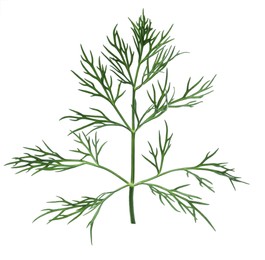 Sprig of fresh dill isolated on white