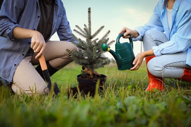 Photo of Couple planting conifer tree in park, closeup