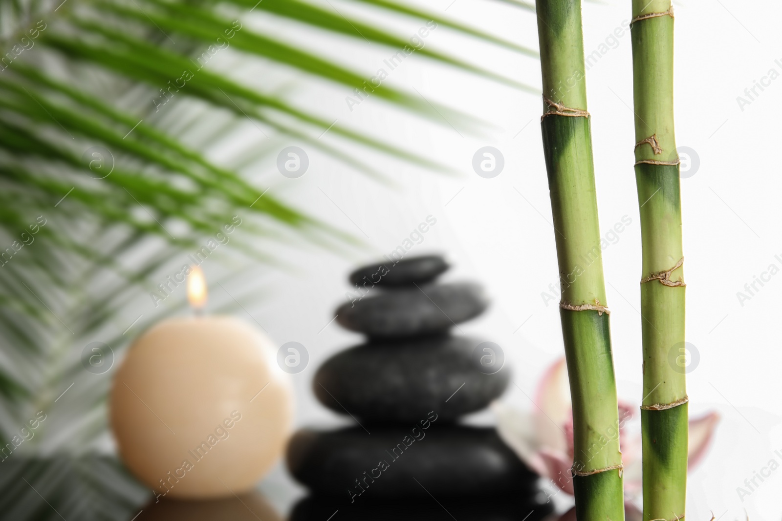 Photo of Bamboo branches against blurred background. Space for text