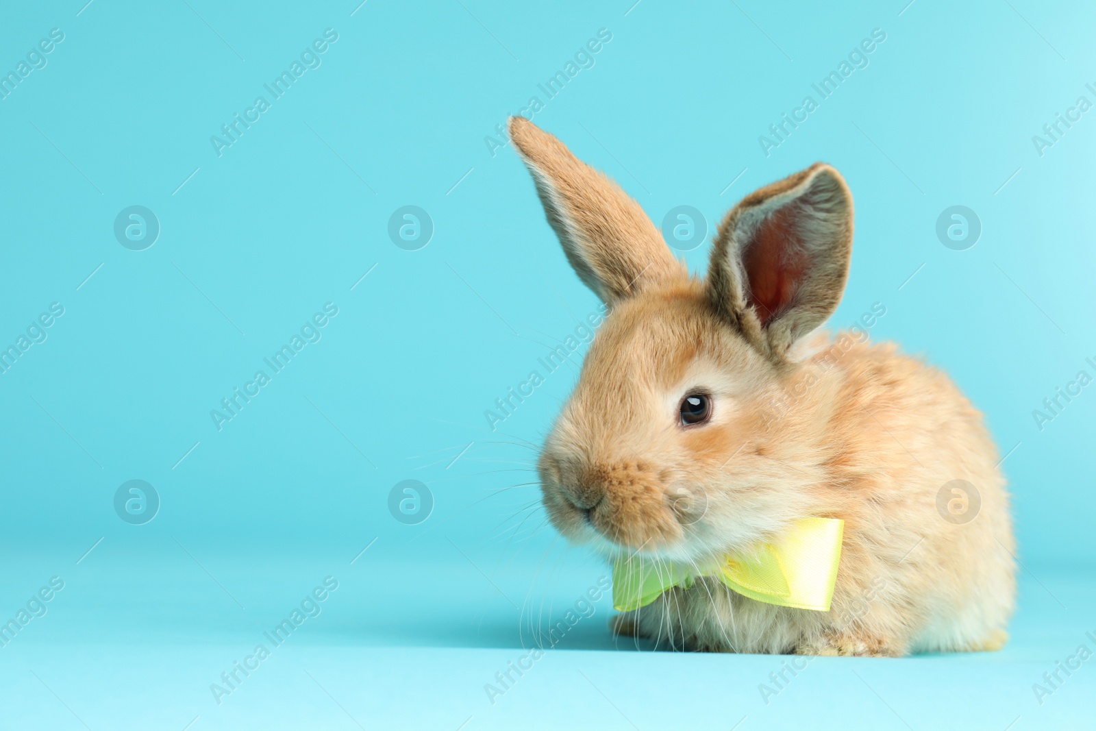 Photo of Adorable furry Easter bunny with cute bow tie on color background, space for text