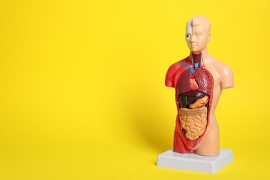 Photo of Human anatomy mannequin showing internal organs on yellow background. Space for text