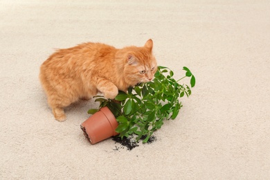 Adorable red cat and overturned houseplant on carpet indoors