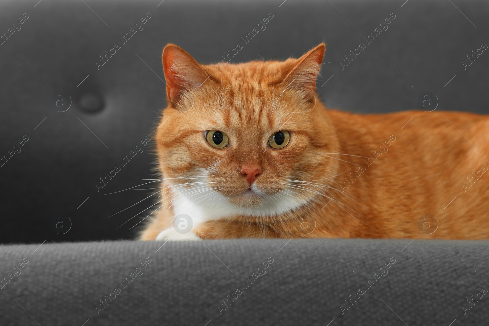 Photo of Cute ginger cat lying on sofa at home