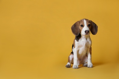 Photo of Cute Beagle puppy on yellow background, space for text. Adorable pet