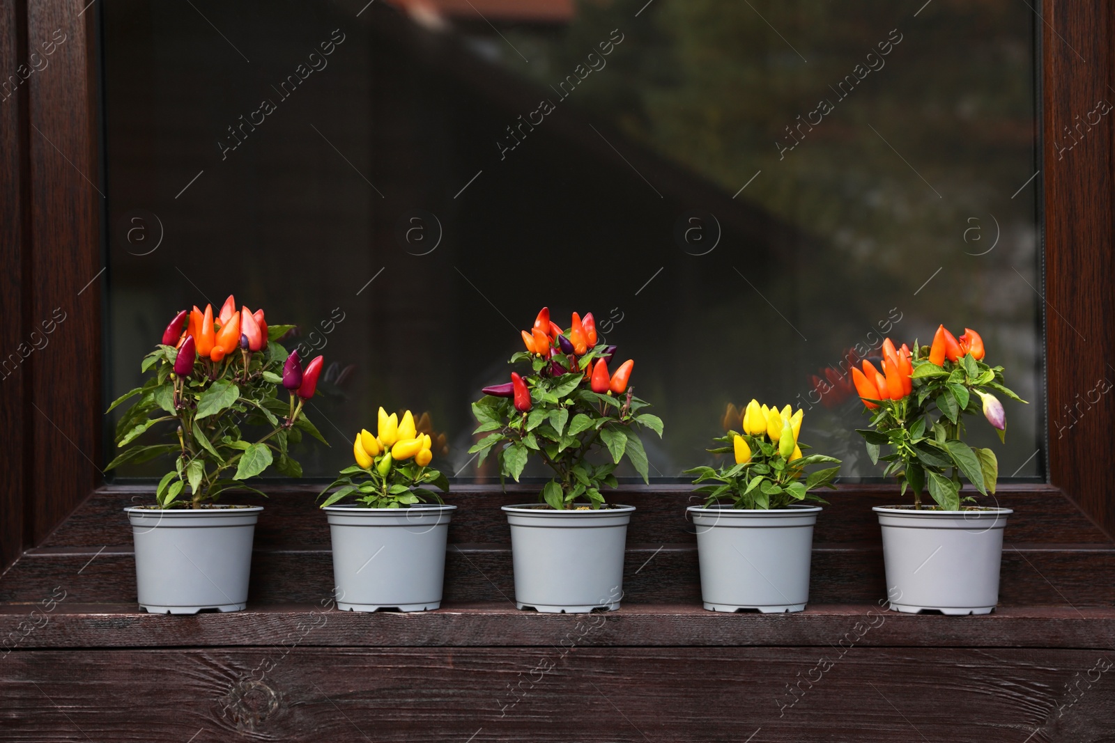 Photo of Capsicum Annuum plants. Many potted rainbow multicolor and yellow chili peppers near window outdoors