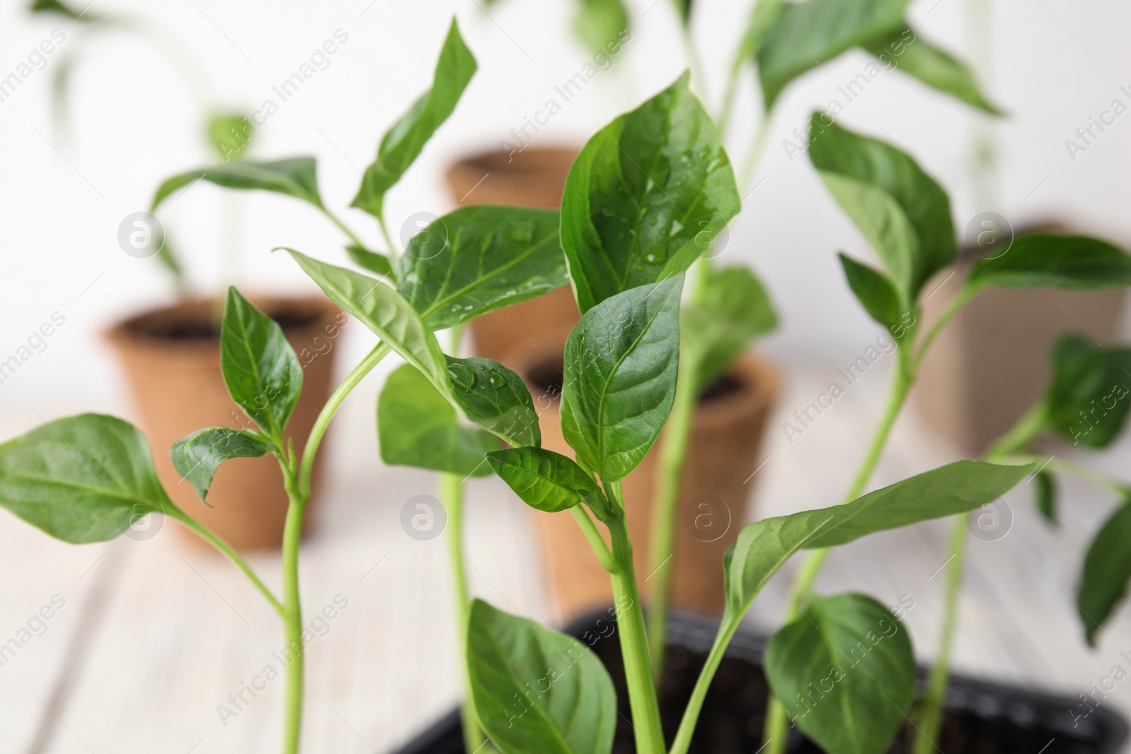 Photo of Vegetable seedlings with water drops on table, closeup