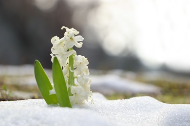 Photo of Beautiful white blooming hyacinth growing through snow outdoors, space for text. First spring flower