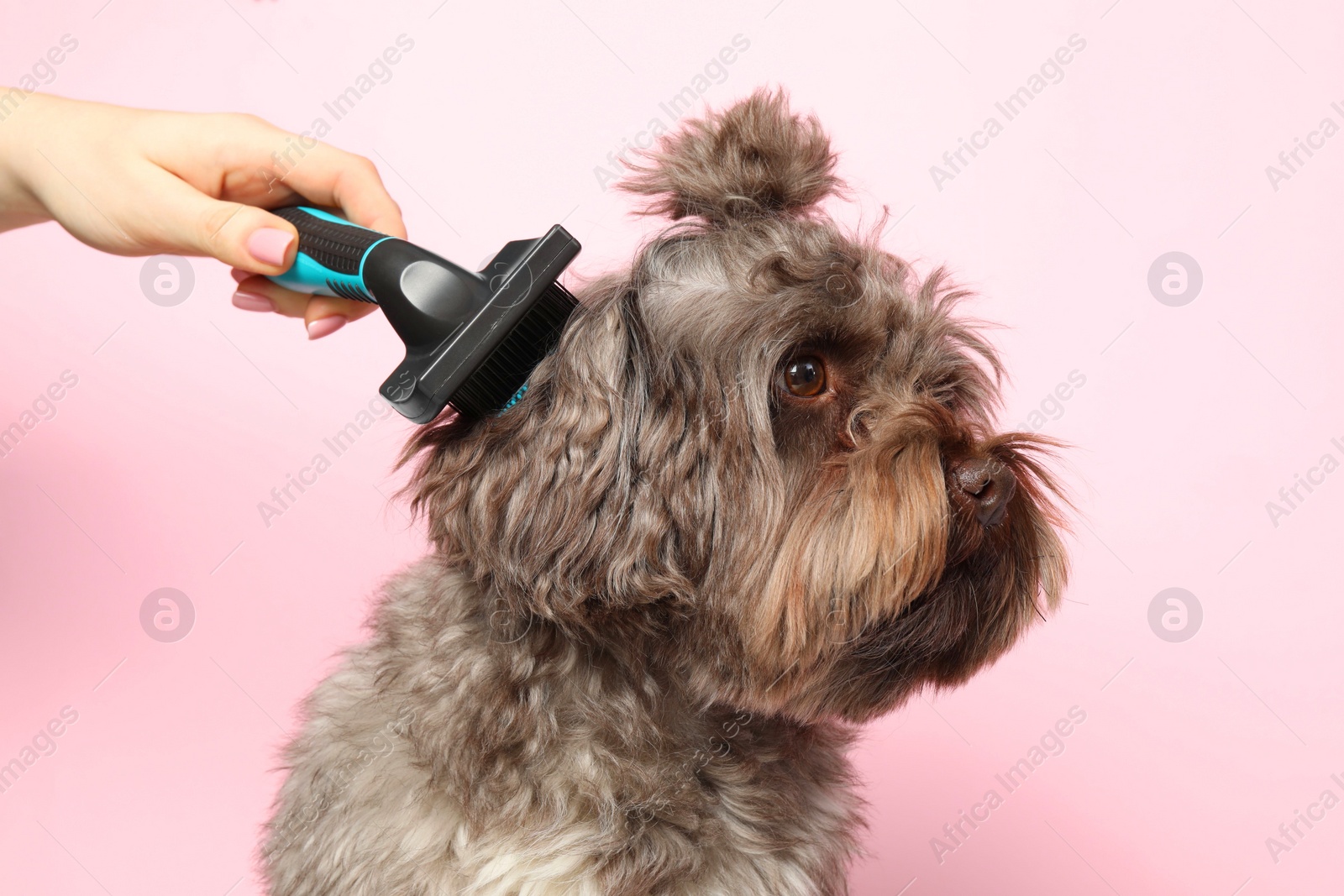 Photo of Woman brushing her cute Maltipoo dog on pink background. Lovely pet