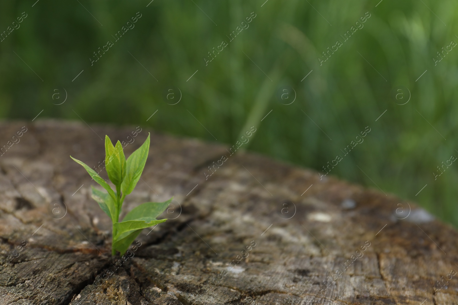 Photo of Young green seedling growing out of tree stump outdoors, closeup. New life concept