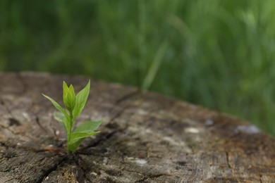 Young green seedling growing out of tree stump outdoors, closeup. New life concept