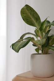 Photo of Beautiful houseplant on wooden shelf near window indoors, closeup