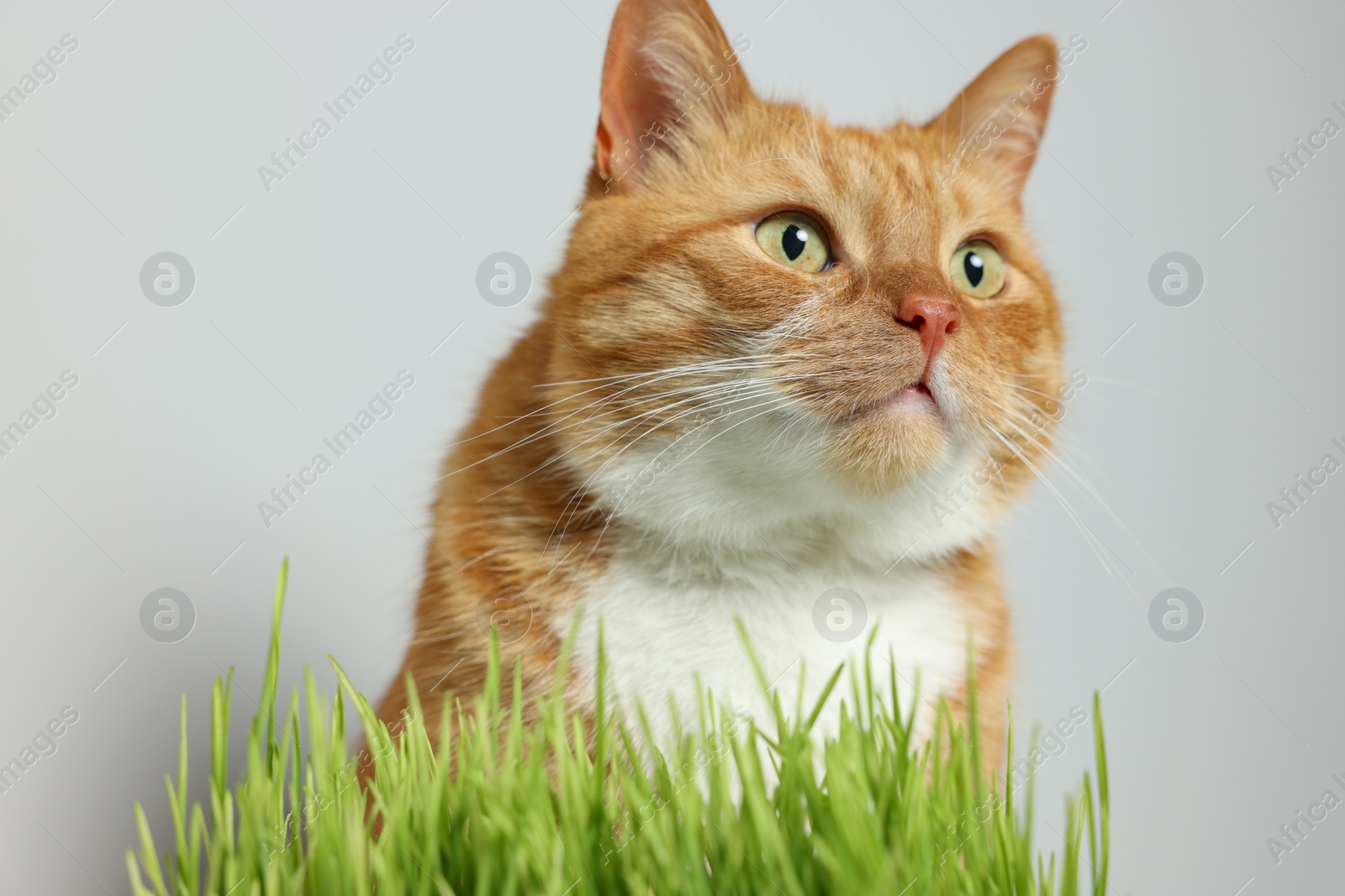 Photo of Cute ginger cat and green grass near light grey wall