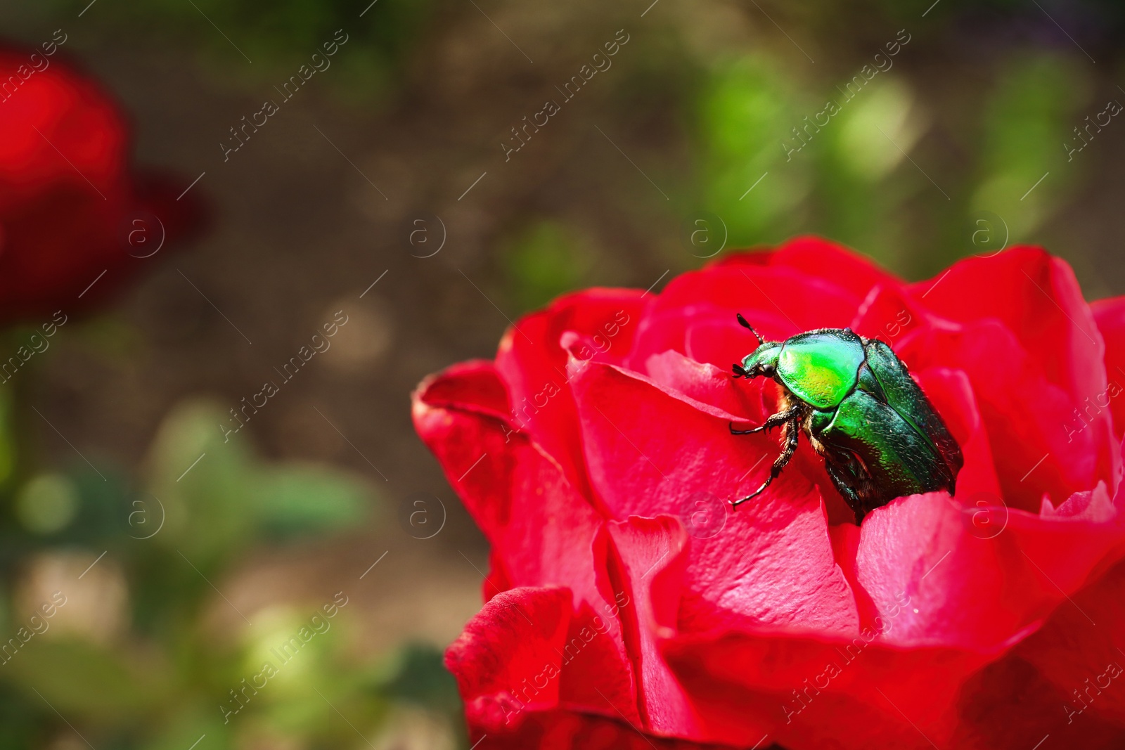 Photo of Beautiful blooming rose with bug in garden on summer day, closeup. Space for text