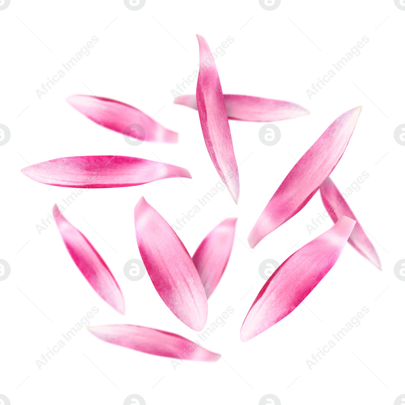 Image of Pink lotus flower petals falling on white background