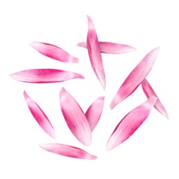 Image of Pink lotus flower petals falling on white background