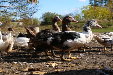 Many Muscovy ducks outdoors on sunny day. Rural life