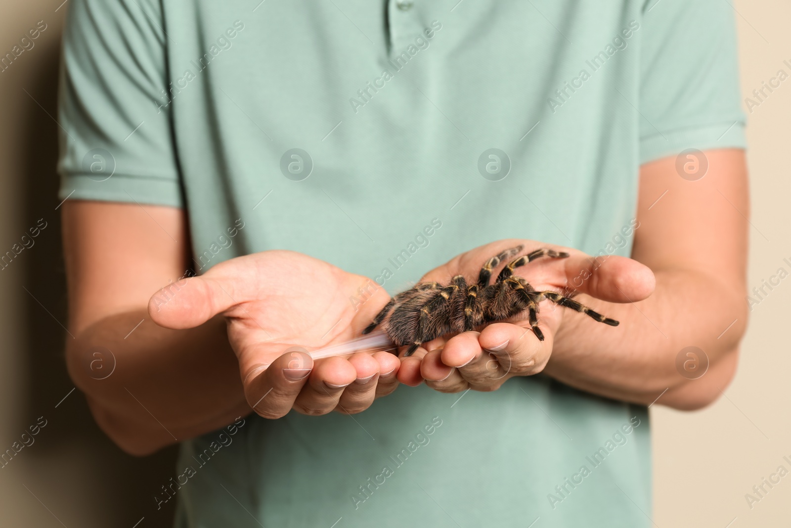 Photo of Man holding striped knee tarantula on beige background, closeup