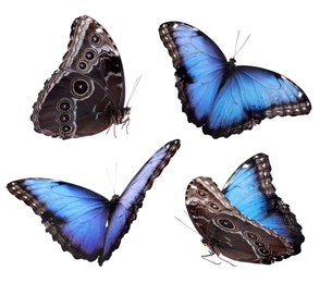 Set of beautiful blue morpho butterflies on white background