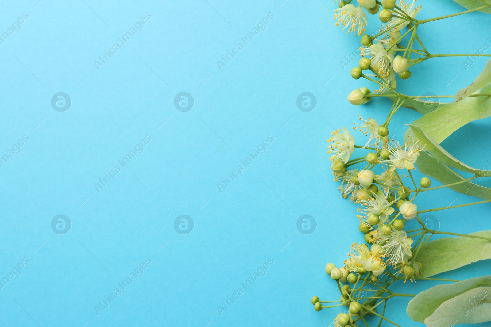 Photo of Fresh linden leaves and flowers on light blue background, top view. Space for text