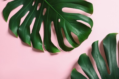 Green fresh monstera leaves on color background, flat lay. Tropical plant