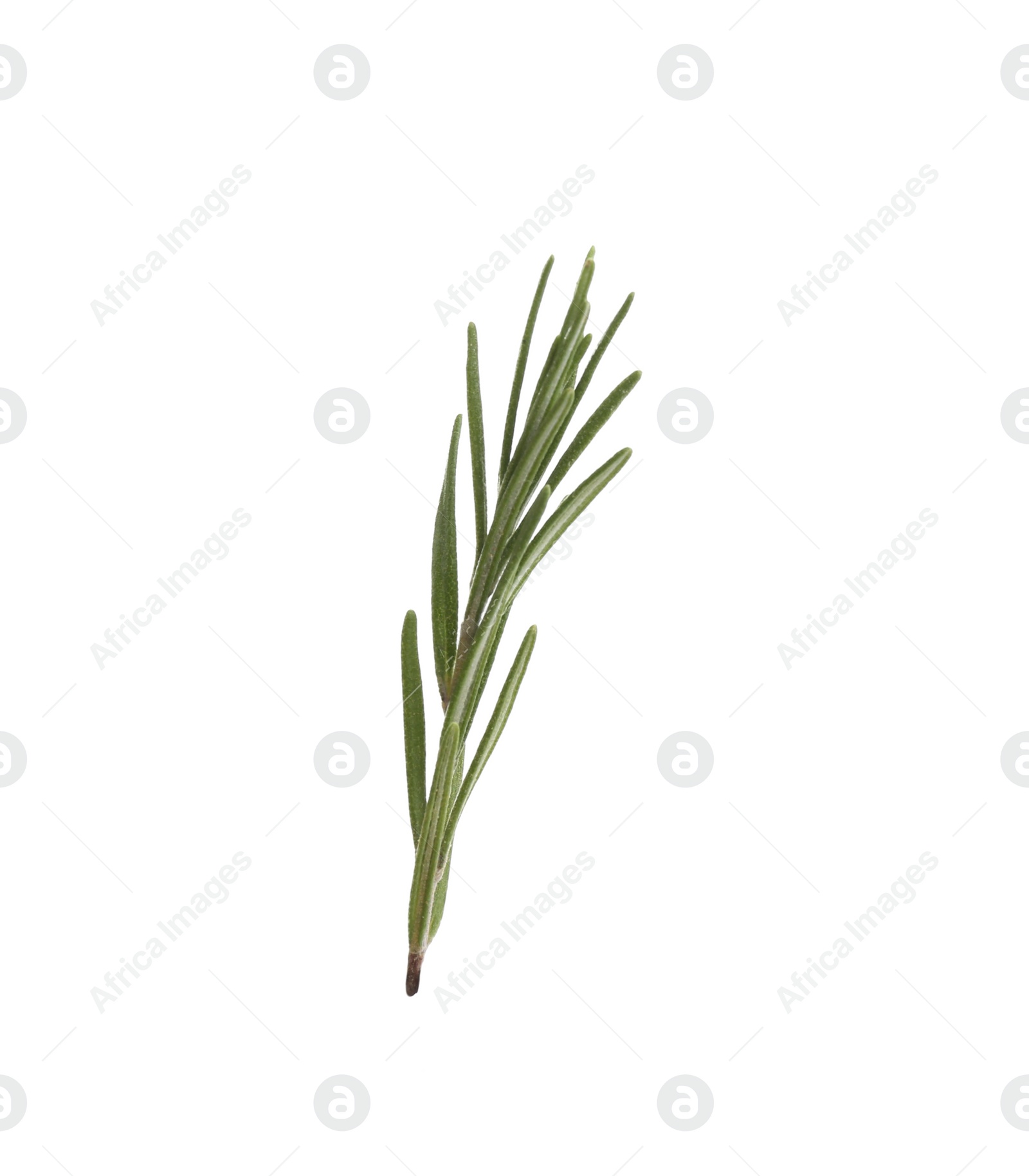 Photo of Fresh green rosemary isolated on white. Aromatic herb